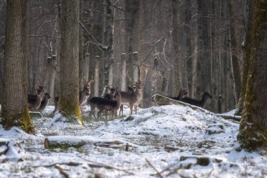 Fallow geyiği, vahşi doğadaki hayvanlar. Kış ormanlarındaki sürüler, doğal arka plan.
