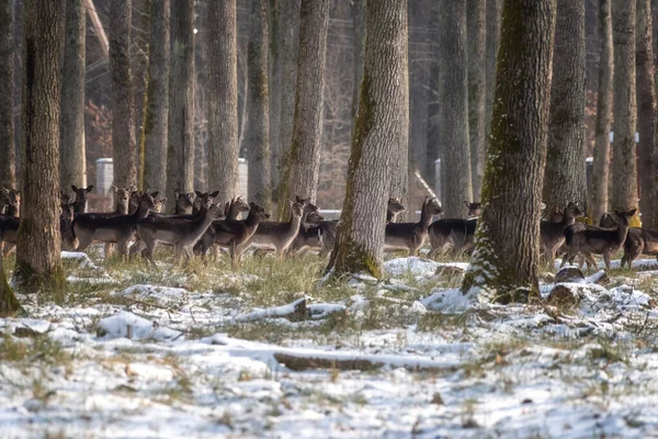 Fallow deer, animals in the wild nature. Herd of does in the winter forest, natural outdoor background