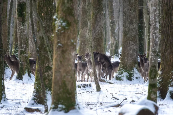 Fallow deer, animals in the wild nature. Herd of does in the winter forest, natural outdoor background