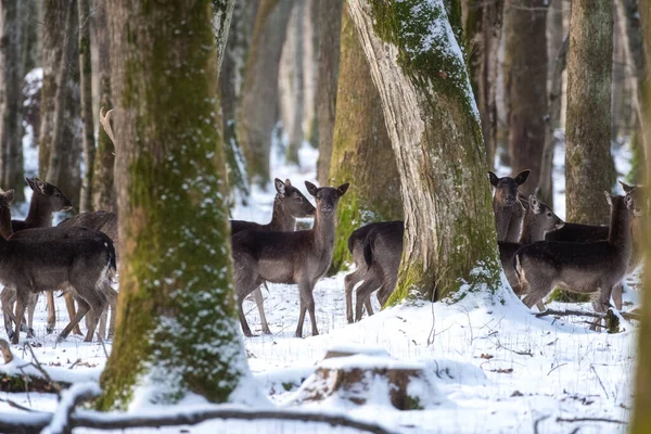 Fallow deer, animals in the wild nature. Herd of does in the winter forest, natural outdoor background