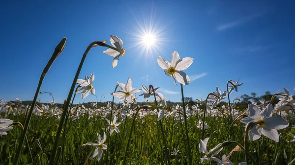 Increíble Paisaje Primavera Con Hermosas Flores Narcisas Blancas Contra Fondo — Foto de Stock