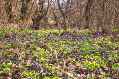 Ormandaki ilk bahar çiçekleri, mavi iki yaprak veya alp ciyaklaması (scilla bifolia), doğa arka planı, seçici odaklı görüntü