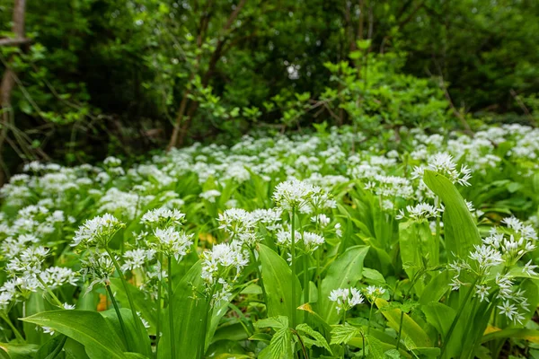 Blommande Ramson Vild Purjolök Eller Vild Vitlök Skogen Vackra Vita — Stockfoto