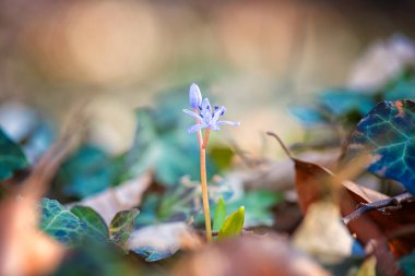 İlk bahar çiçekleri, narin ve güçlü mavi iki yapraklı ya da alp köpüklü (scilla bifolia) tomurcukları ormanda yetişir, ilkbahar erken doğası arka planı, seçici ve yumuşak odaklı makro görüntü