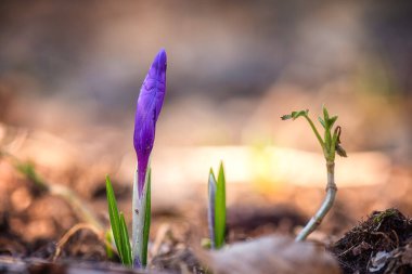 İlk bahar çiçekleri, narin ve güçlü mor tomurcuklar veya safran tomurcukları ormanda yetişiyor, ilkbahar başları doğa arka planı, seçici ve yumuşak odaklı makro imge