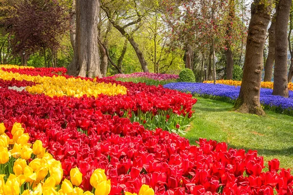 Amazing flowering garden, famous turkish park Emirgan Korusu in Istanbul during spring tulip festival, Turkey. Outdoor travel background