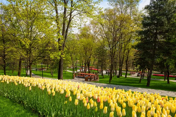 Türkiye 'deki lale festivali sırasında İstanbul' da güzel bir bahar bahçesi, ünlü Türk parkı Emirgan Korusu. Dış seyahat geçmişi, doğa manzarası.