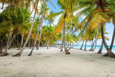 Beyaz kumlu, hindistan cevizi palmiyeli, mavi gökyüzü, açık hava seyahati arka planı, yaz tatili konsepti, doğal duvar kağıdı. Karayipler, Saona Adası, Dominik Cumhuriyeti