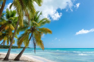 Beyaz kumlu, hindistan cevizi palmiyeli, mavi gökyüzü, açık hava seyahati geçmişi, yaz tatili konsepti, doğal duvar kâğıdı. Karayipler, Saona Adası, Dominik Cumhuriyeti