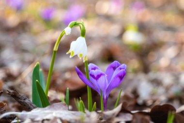 İlk bahar çiçekleri, beyaz kar tanesi (leucojum vernum) ve ormanda yetişen mor kruvazör veya safran vahşi, makro görüntü, duvar kağıdı veya örtü için uygun doğa çiçekleri