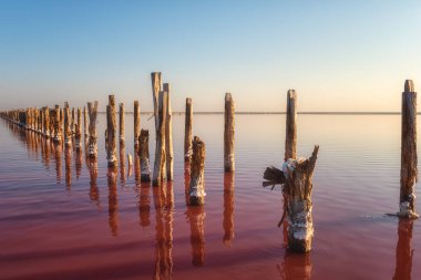 Wooden weathered logs for salt extraction in the pink water of extremely salty lake, amazing nature landscape with blue sky and reflection, Henichesk, Ukraine clipart