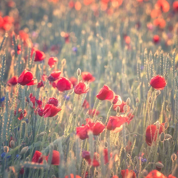 Красный Мак Цветы Пшеничном Поле Закате Света Естественный Открытый Фон — стоковое фото