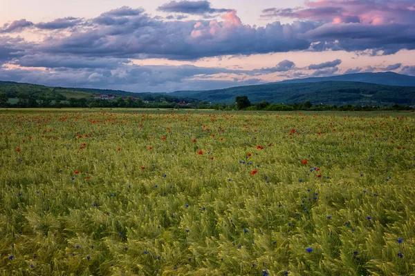 素晴らしい田園風景 赤いケシの花と雲とカラフルな空とライ麦畑の景色 屋外農業の背景 — ストック写真