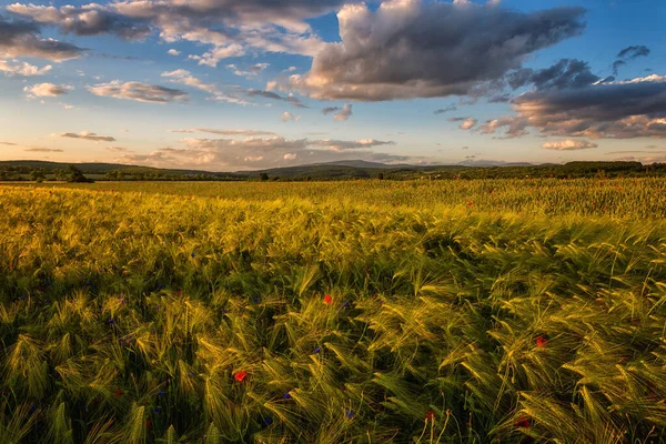 Paisagem Rural Incrível Vista Panorâmica Pôr Sol Campo Centeio Com — Fotografia de Stock