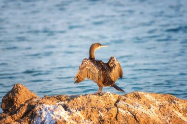 Büyük karabatak kuşu (Phalacrocorax carbo) Akdeniz kıyısında gün batımında bir taş üzerinde, vahşi bir hayvan doğada, doğal arka planda