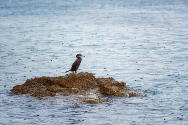 Grande Pássaro Corvo Marinho Phalacrocorax Carbo Uma Pedra Litoral Mediterrâneo — Fotografia de Stock