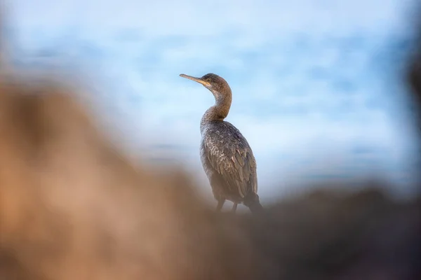 Grande Uccello Cormorano Phalacrocorax Carbo Una Pietra Sulla Costa Mediterranea — Foto Stock