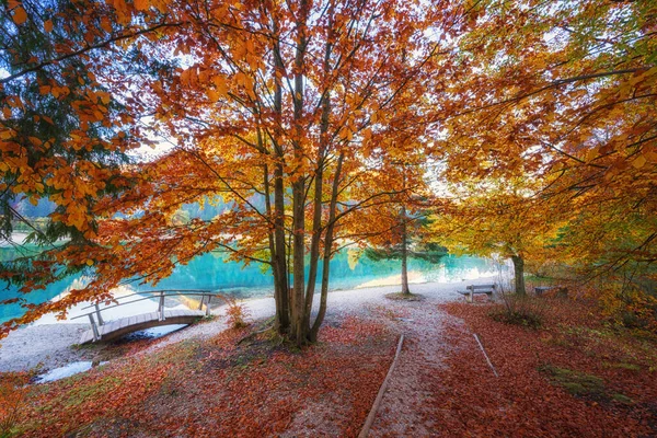 Amazing Nature Landscape Golden Autumn Trees Tourist Route Jasna Lake — Stock Photo, Image