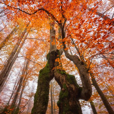 Sonbahar sisli altın renkli ormanları ve tuhaf ağaçlarıyla inanılmaz doğa manzarası. Duvar kağıdı için uygun dış seyahat arka planı.