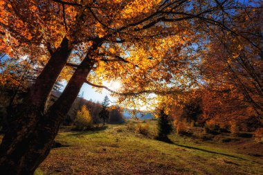 Altın renkli güneşli ağaçlar ve Karpatlar 'daki Alp çayırları ile şaşırtıcı sonbahar manzarası. Duvar kağıdı için uygun dış seyahat arkaplanı