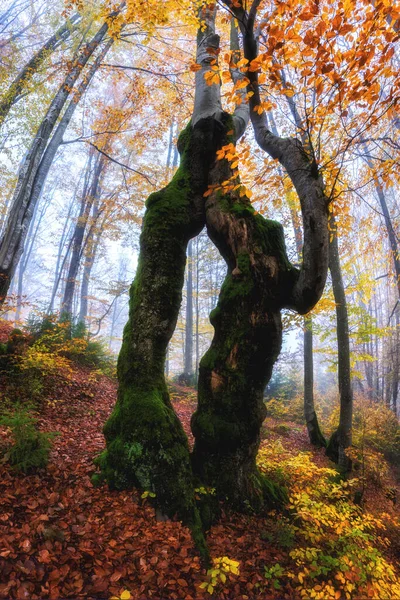 Paysage Naturel Incroyable Avec Automne Sombre Forêt Brumeuse Des Arbres Image En Vente