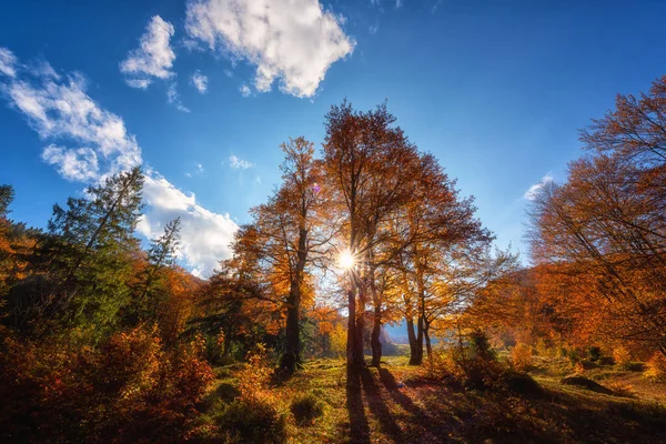 Amazing Sunny Autumn Landscape Golden Colored Trees Blue Sky Sun — Stock Photo, Image