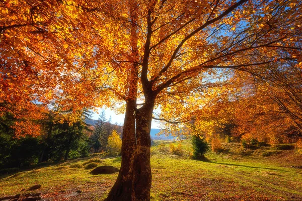 Golden Colored Autumn Tree Mountains Amazing Sunny Landscape Natural Seasonal — Stock Photo, Image