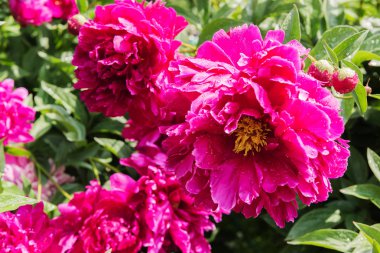 Bahçedeki pembe şakayık çiçekleri