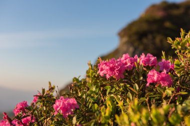 Şafakta dağda pembe ormangülü çiçek