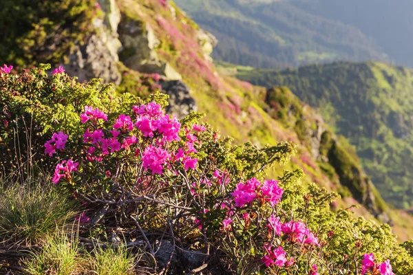 Roze rododendron bloemen op zomer Karpaten — Stockfoto