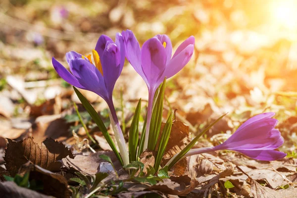 Crocus lila blommor i solljus — Stockfoto