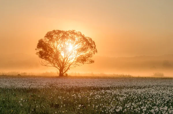 A sunrise területén, fehér virágok egyetlen fa — Stock Fotó