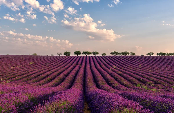 Campo de lavanda brillante en Provenza — Foto de Stock