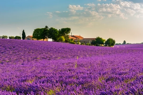 Hermoso campo de lavanda al amanecer en Provenza — Foto de Stock