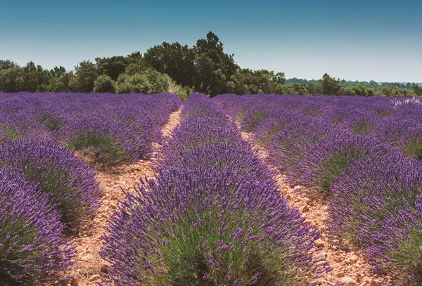 Rows of lavender at French Provence — Stock Photo, Image