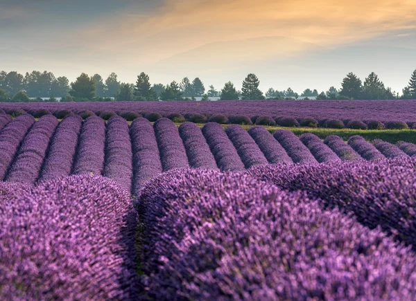 Campo de lavanda ao pôr-do-sol — Fotografia de Stock