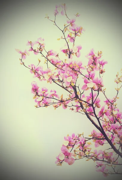 Fioritura di fiori di magnolia — Foto Stock