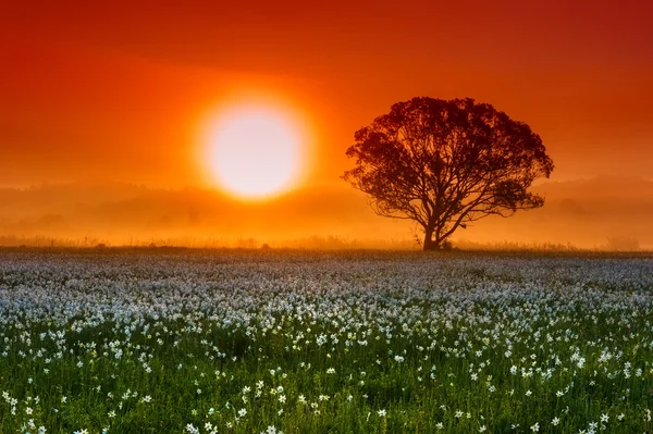 Ізольоване дерево з сонцем на полі білих квітів — стокове фото