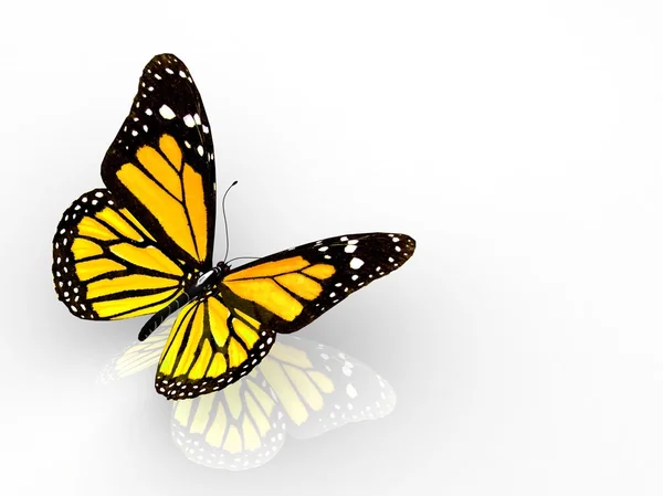 Один барвистий метелик — стокове фото