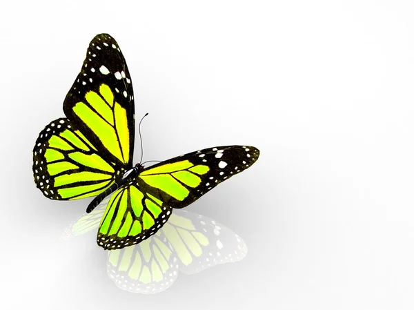 Один барвистий метелик — стокове фото