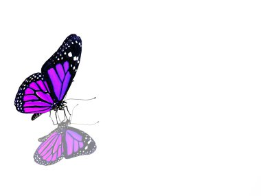 güzel parlak kelebek