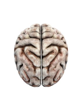 Beyaz bir arka plan üzerinde insan beyni