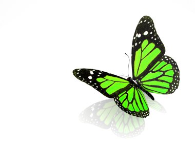 güzel parlak kelebek