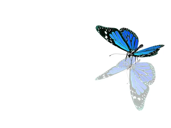 Bela borboleta azul — Fotografia de Stock