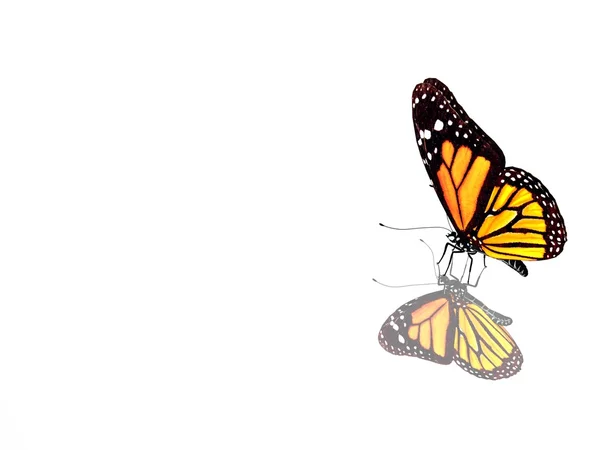 美しい明るい蝶 — ストック写真