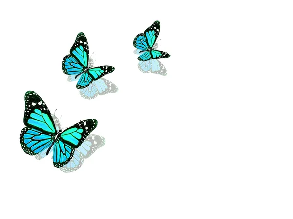 Hermosas mariposas azules — Foto de Stock