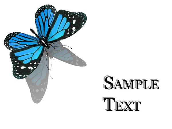 Mooie blauwe vlinder — Stockfoto