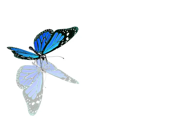 Beautiful blue butterfly — Stock Photo, Image