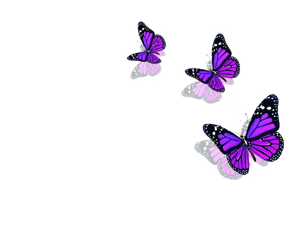 Beautiful violet butterflies — Stock Photo, Image