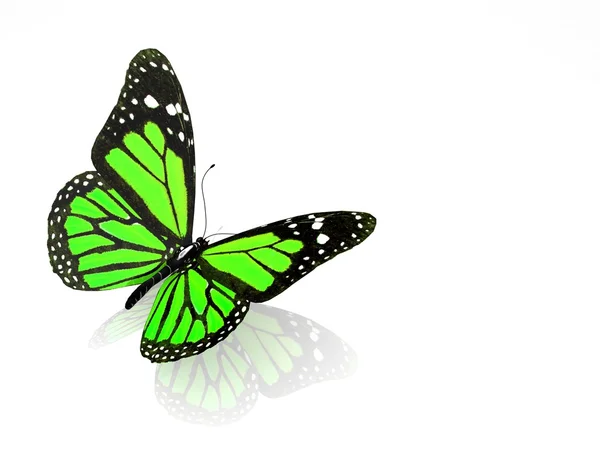 3D motýl izolované — Stock fotografie